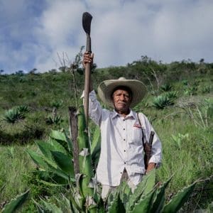 Clase Azul picking agave