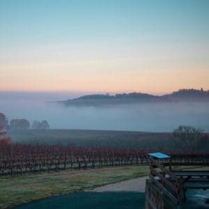 Domaine Haut Montlong vinyeards in mist 2