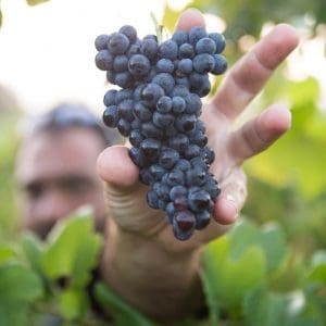 Domaine Rene Cacheaux från Soutirage