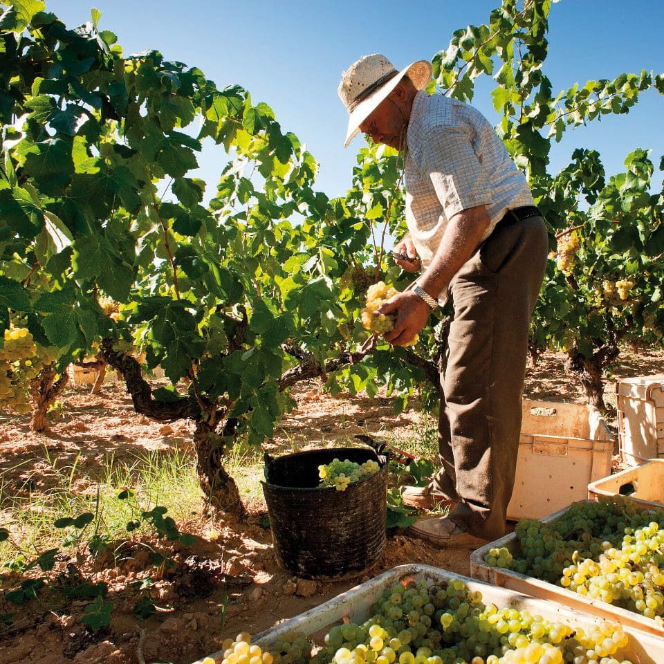 Maset vineyard photo with worker