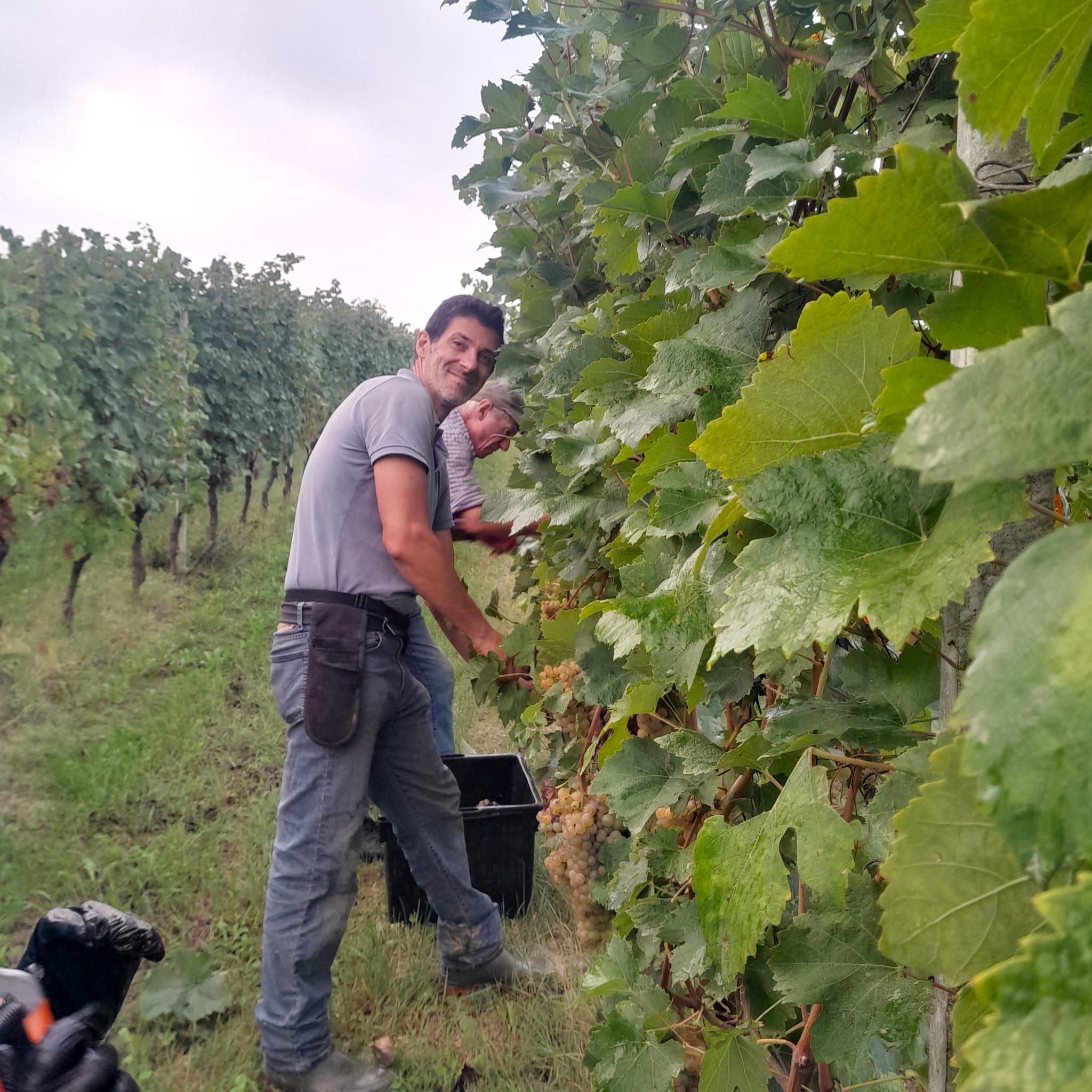 Dario Ceste producentinfo andra sidan