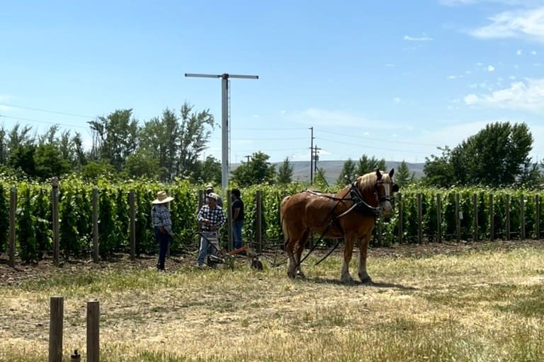 Vinresa i Oregon